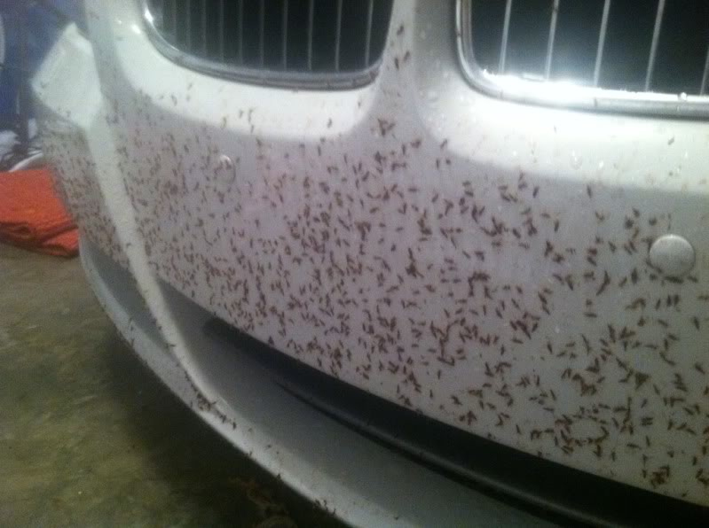 Free-Your-Car-From-Insects-And-Tar
