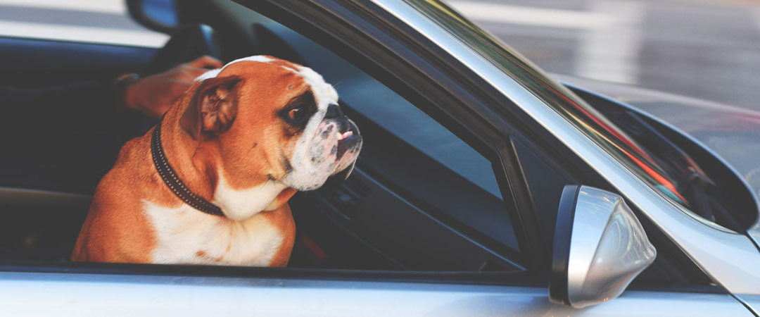Keeping-Your-Dog-Safe-When-Travelling