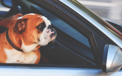Keep Your Dog Safe When Travelling